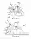 Fig. 137 - Methods of fusing a sacroiliac joint with a fluted screw delivered across the sacroiliac joint