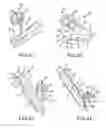 Fig. 28 - Methods of fusing a sacroiliac joint with a fluted screw delivered across the sacroiliac joint