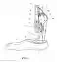 Fig. 02 - Vacuum pump system with heel pump for a prosthetic leg