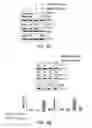 Fig. 20 - FORMULATIONS INCLUDING SILVER NANOPARTICLES AND METHODS OF USING THE SAME