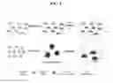 Fig. 02 - METHOD FOR PREPARING HYDROGEL CONTAINING REDUCED GRAPHENE OXIDE