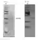 Fig. 03 - WNT compositions and methods for purification