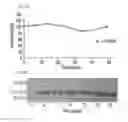 Fig. 08 - WNT compositions and methods for purification