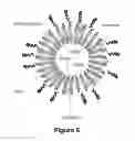 Fig. 07 - NANOLIPOSOMAL FORMULATION FOR TARGETING INTEGRIN-LINKED KINASE (ILK) WITH SMALL-INTERFERENCE RNA AND A METHOD FOR TREATING OVARIAN CANCER