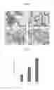 Fig. 06 - SPRAY DRY FORMULATIONS