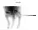 Fig. 23 - Nanocarriers and their processing for diagnostics and therapeutics