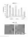 Fig. 42 - Nanocarriers and their processing for diagnostics and therapeutics