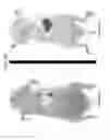 Fig. 55 - Nanocarriers and their processing for diagnostics and therapeutics
