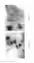 Fig. 28 - Medicament for treating peripheral neuropathies