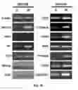 Fig. 04 - NOVEL BIOMARKER FOR DIAGNOSING RESISTANCE TO ANTICANCER AGENT FOR BILLARY TRACT CANCER AND USE THEREOF