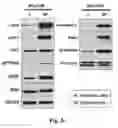 Fig. 05 - NOVEL BIOMARKER FOR DIAGNOSING RESISTANCE TO ANTICANCER AGENT FOR BILLARY TRACT CANCER AND USE THEREOF