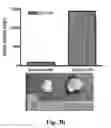 Fig. 07 - NOVEL BIOMARKER FOR DIAGNOSING RESISTANCE TO ANTICANCER AGENT FOR BILLARY TRACT CANCER AND USE THEREOF