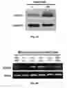 Fig. 08 - NOVEL BIOMARKER FOR DIAGNOSING RESISTANCE TO ANTICANCER AGENT FOR BILLARY TRACT CANCER AND USE THEREOF
