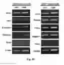 Fig. 11 - NOVEL BIOMARKER FOR DIAGNOSING RESISTANCE TO ANTICANCER AGENT FOR BILLARY TRACT CANCER AND USE THEREOF