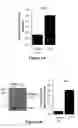 Fig. 12 - Micro-RNA for the treatment of malignant solid tumors and metastasis