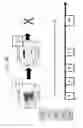 Fig. 08 - Anti third party central memory T cells, methods of producing same and use of same in transplantation and disease treatment
