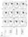 Fig. 26 - Anti third party central memory T cells, methods of producing same and use of same in transplantation and disease treatment