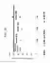 Fig. 28 - Anti third party central memory T cells, methods of producing same and use of same in transplantation and disease treatment