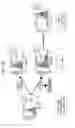 Fig. 34 - Anti third party central memory T cells, methods of producing same and use of same in transplantation and disease treatment