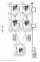 Fig. 35 - Anti third party central memory T cells, methods of producing same and use of same in transplantation and disease treatment