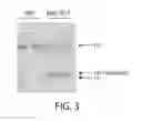 Fig. 04 - Compositions and methods related to engineered erythroid cells comprising IL-15