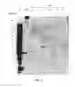 Fig. 16 - Amniotic membrane preparations and purified compositions and therapy for scar reversal and inhibition