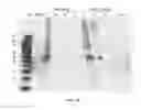 Fig. 19 - Amniotic membrane preparations and purified compositions and therapy for scar reversal and inhibition