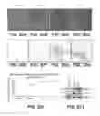 Fig. 23 - Amniotic membrane preparations and purified compositions and therapy for scar reversal and inhibition