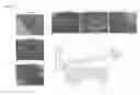 Fig. 12 - INDUCTION OF LAMINA PROPRIA REGULATORY T CELLS