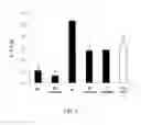 Fig. 06 - ANTI-OBESITY COMPOSITION COMPRISING NATURAL COMPLEX