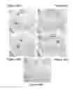 Fig. 07 - Method of In Vivo Treatment