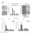 Fig. 02 - Methods for identification, assessment, prevention, and treatment of metabolic disorders using Slit2