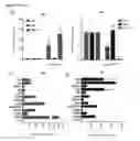Fig. 06 - Methods for identification, assessment, prevention, and treatment of metabolic disorders using Slit2