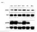 Fig. 17 - MUTATED FIBROBLAST GROWTH FACTOR (FGF) 1 AND METHODS OF USE