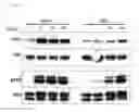 Fig. 18 - MUTATED FIBROBLAST GROWTH FACTOR (FGF) 1 AND METHODS OF USE
