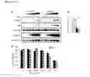 Fig. 22 - MUTATED FIBROBLAST GROWTH FACTOR (FGF) 1 AND METHODS OF USE