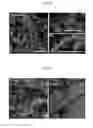 Fig. 09 - Compositions, kits, and methods using interleukin-17C to promote neural growth and/or neural survival