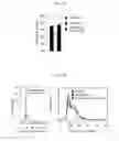 Fig. 28 - Compositions, kits, and methods using interleukin-17C to promote neural growth and/or neural survival