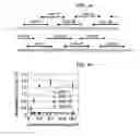 Fig. 02 - Peptide for promoting bone formation or inhibiting bone resorption and use thereof