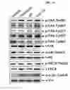 Fig. 08 - Peptide for promoting bone formation or inhibiting bone resorption and use thereof