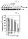 Fig. 09 - Peptide for promoting bone formation or inhibiting bone resorption and use thereof