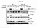 Fig. 19 - Peptide for promoting bone formation or inhibiting bone resorption and use thereof