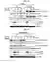 Fig. 20 - Peptide for promoting bone formation or inhibiting bone resorption and use thereof