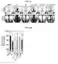 Fig. 23 - Peptide for promoting bone formation or inhibiting bone resorption and use thereof