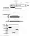 Fig. 26 - Peptide for promoting bone formation or inhibiting bone resorption and use thereof