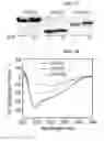 Fig. 27 - Peptide for promoting bone formation or inhibiting bone resorption and use thereof