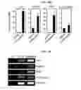 Fig. 33 - Peptide for promoting bone formation or inhibiting bone resorption and use thereof
