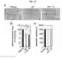 Fig. 35 - Peptide for promoting bone formation or inhibiting bone resorption and use thereof