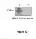 Fig. 11 - Targets of 