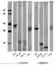 Fig. 01 - IMMUNOGENIC COMPOSITION